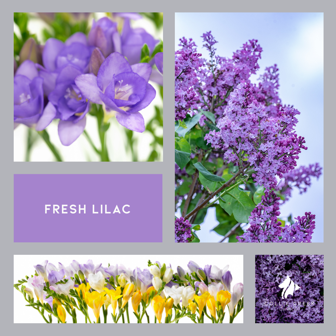 Fresh Lilac