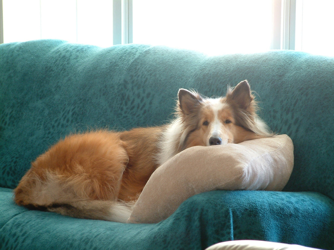 Salble collie laying on a sofa covered in a teal sofa cover.