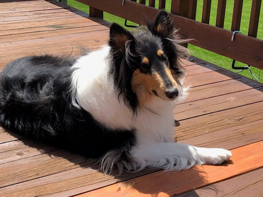 Tri-color rough collie laying on a wooden deck outside in the sunshine.