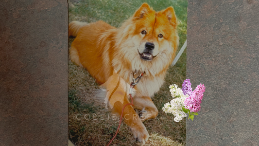Cinnamon Chow Chow lying on the grass outdoors.
