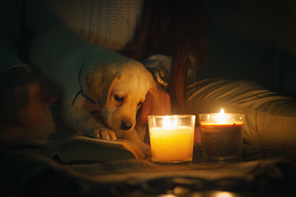 A person holds a puppy in their lap. The light colored puppy has a blue collar and is looking at an open book. Two candles sit on the open book. The scene is bathed in soft, warm light. 